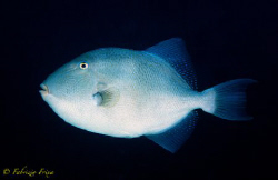 This beautifulst copy of Mediterranean Fish Crossbow, has... by Fabrizio Frixa 
